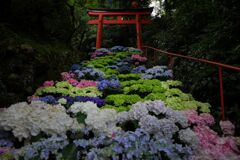 花階段