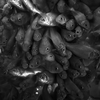 金魚詰め