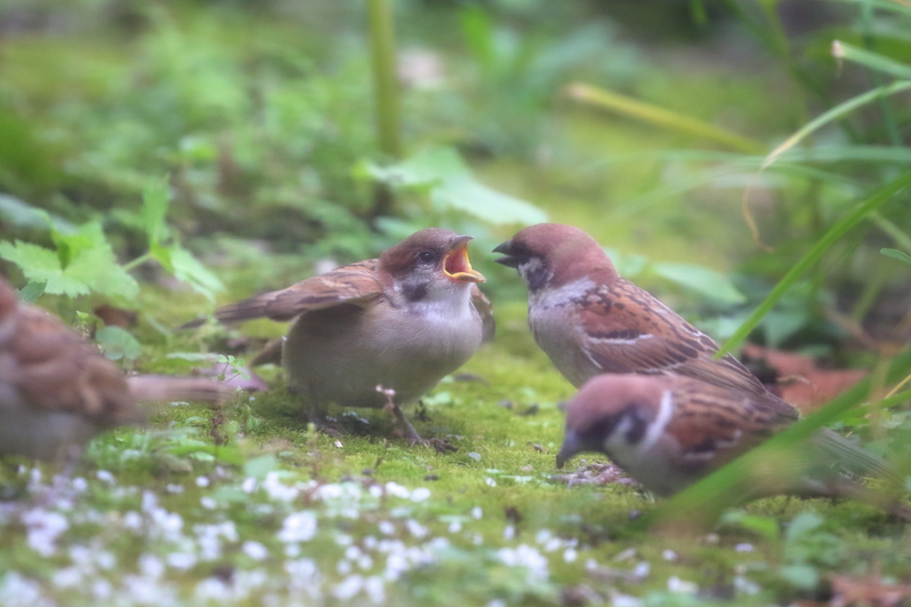 食べさせて～やぁ！