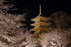 東寺と桜
