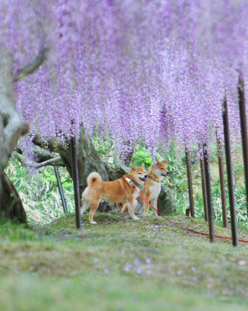 イケメン柴犬兄弟　～白毫寺・九尺藤～