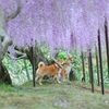 イケメン柴犬兄弟　～白毫寺・九尺藤～