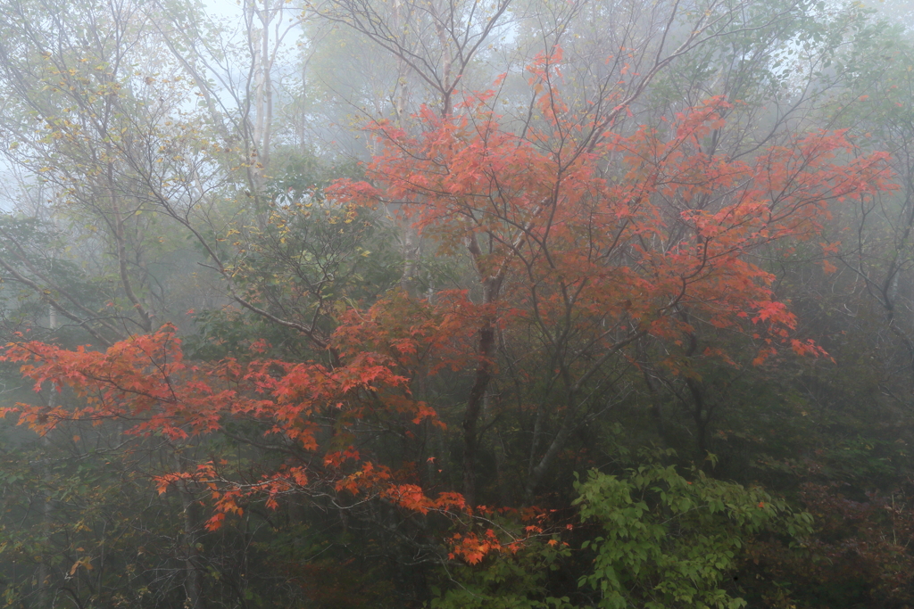 霧の中の紅葉