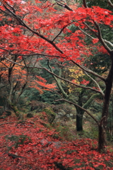 るり渓の秋Ⅱ