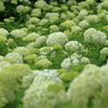 リズム　～神戸市森林植物園Ⅱ～
