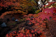 渓を流れる紅葉　～山田池公園、もみじ谷～