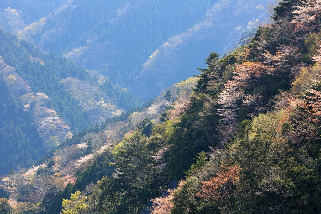 山深くに訪れる春