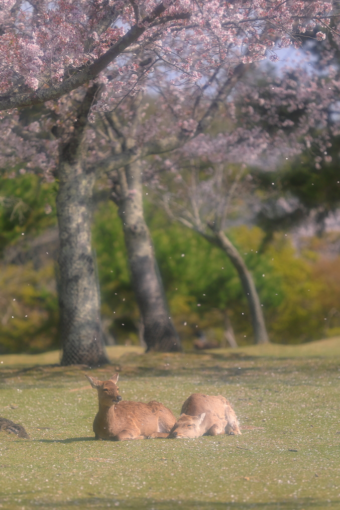 春心地