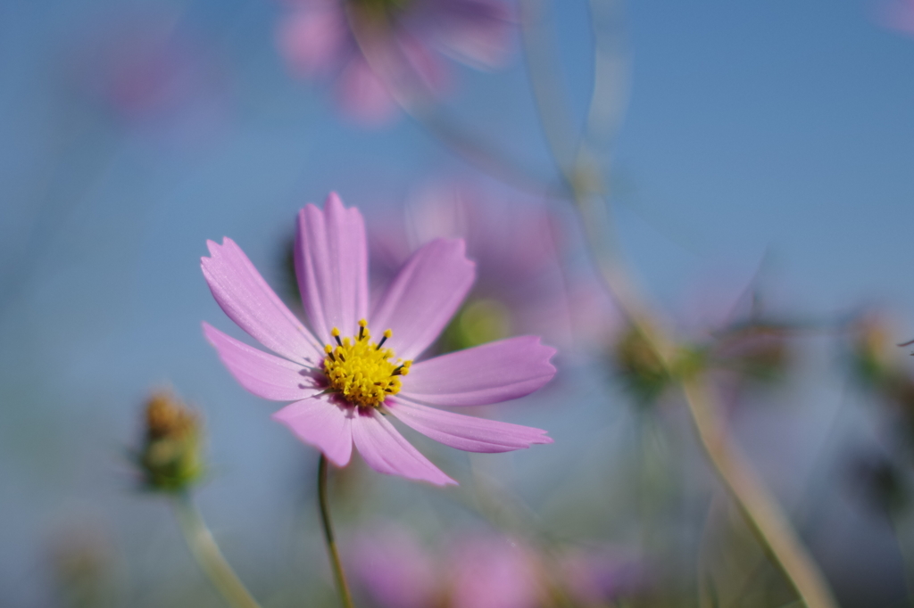 オールドレンズで