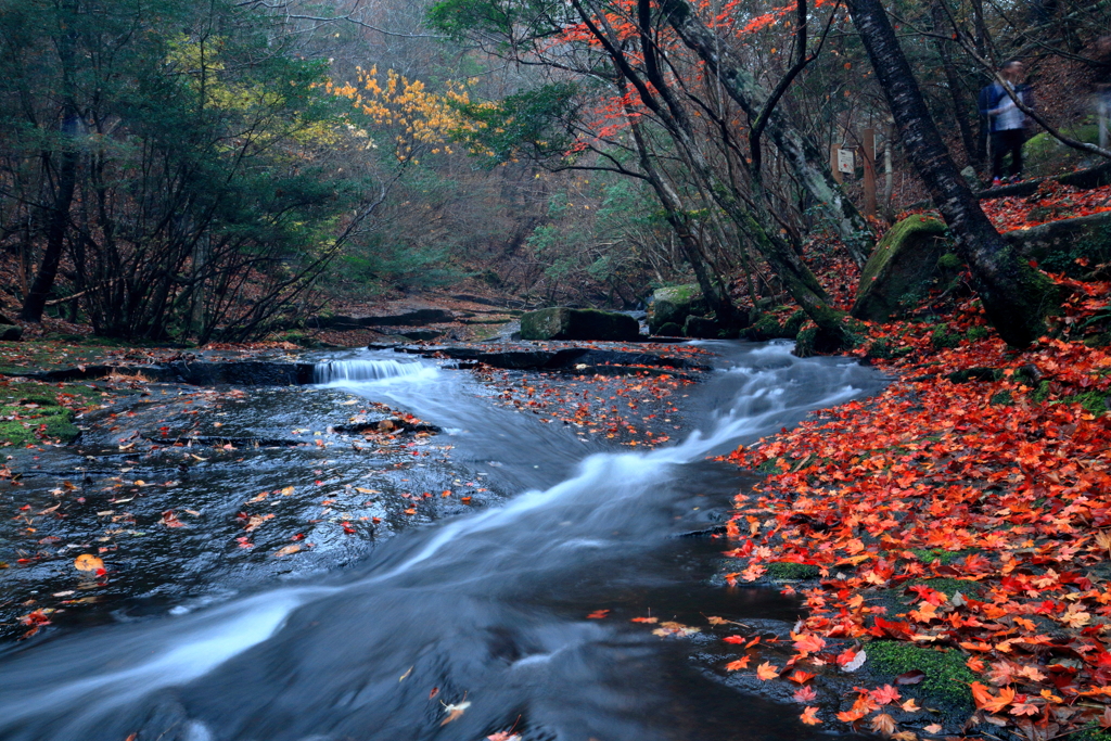 豪華絢爛　～るり渓の秋Ⅸ～