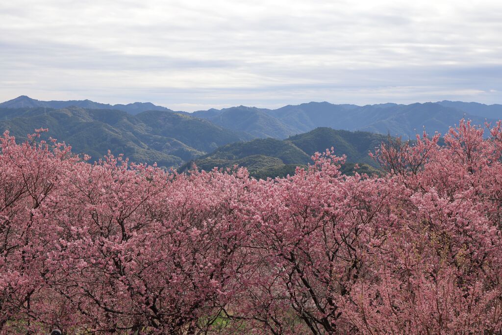 桑田山の雪割桜Ⅱ