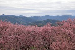 桑田山の雪割桜Ⅱ