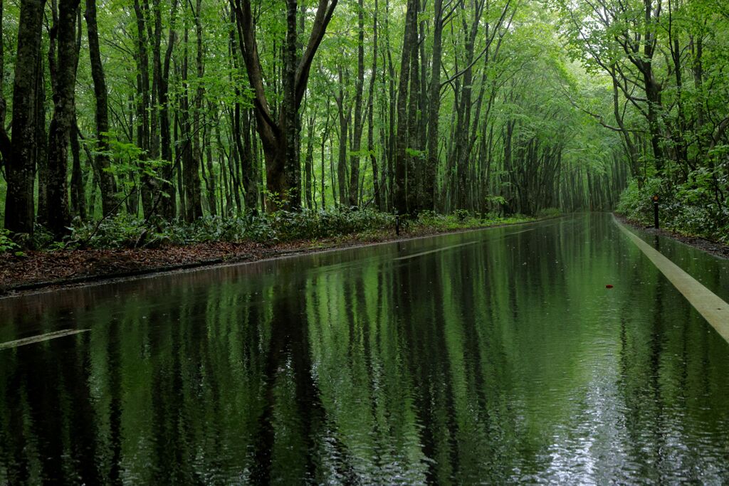 GREEN ROAD