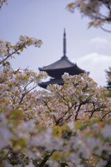 御室桜