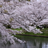穏やかな春Ⅰ