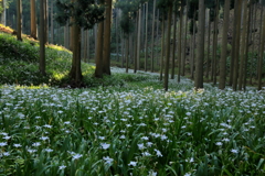 神秘の森