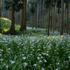 神秘の森