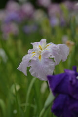 花しょうぶⅠ