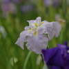花しょうぶⅠ