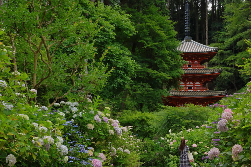 紫陽花と三重塔