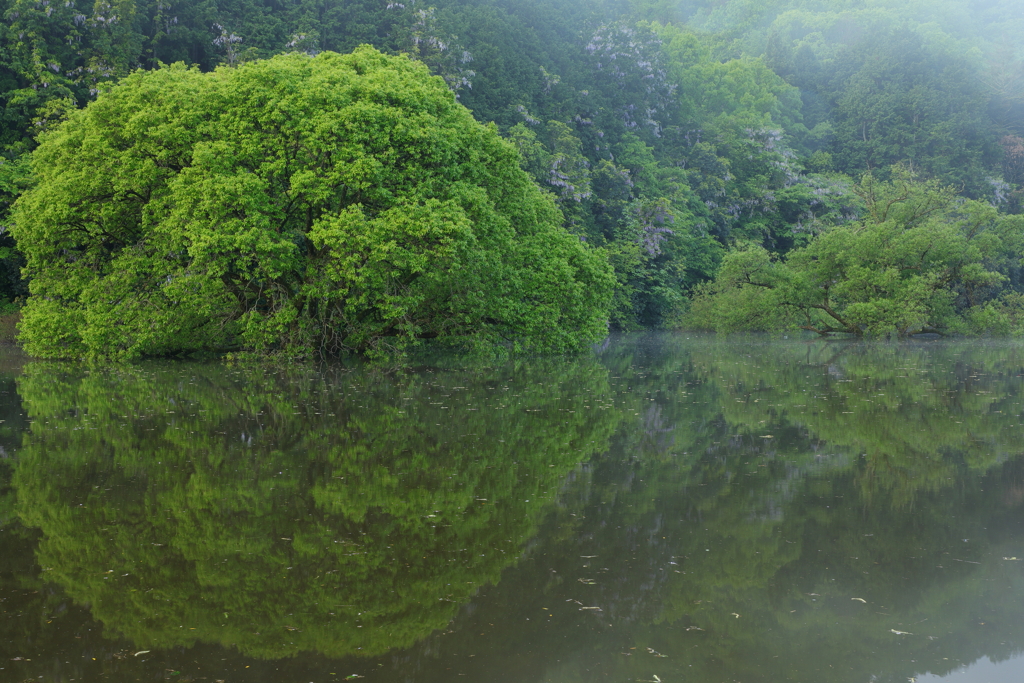 湖の朝