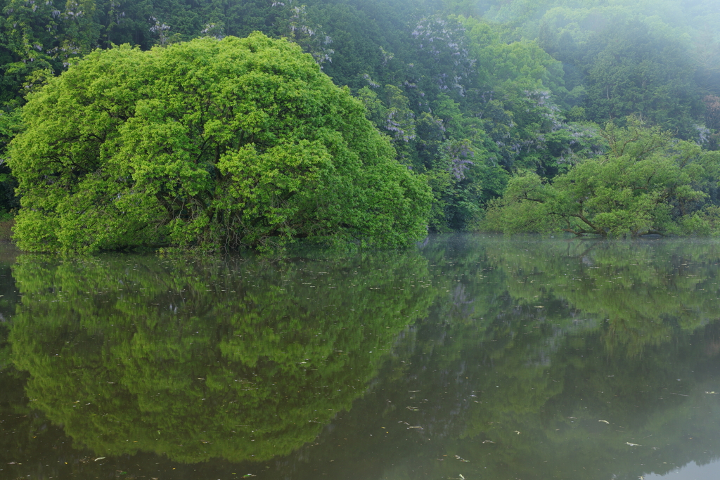 湖の朝