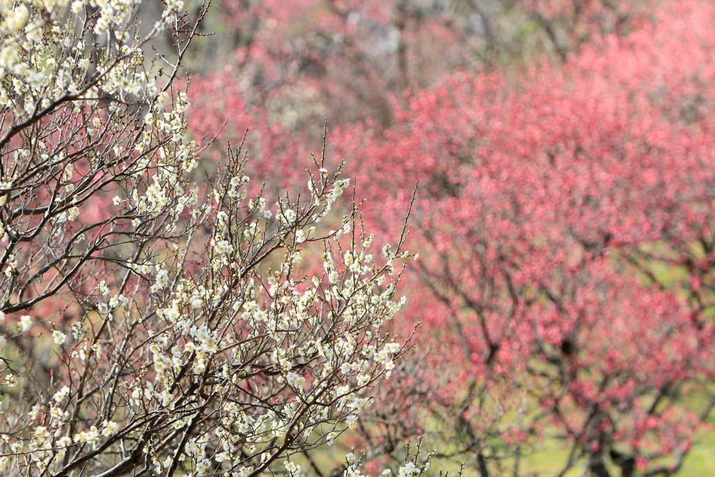 春の訪れ　～山田池公園梅園Ⅰ～