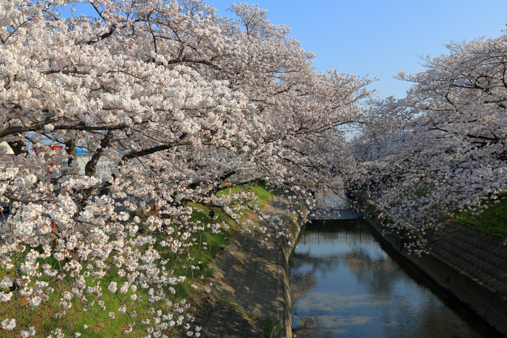 高田千本桜Ⅰ