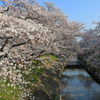 高田千本桜Ⅰ
