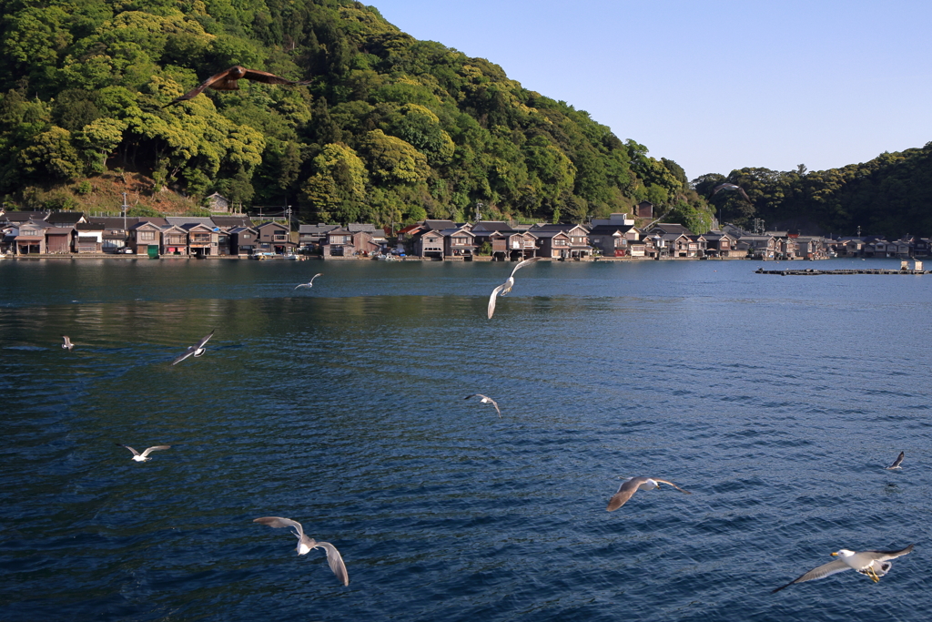 伊根のカモメたち
