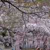 ほのぼの都スナップⅡ