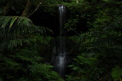 ジャングルの中の風景