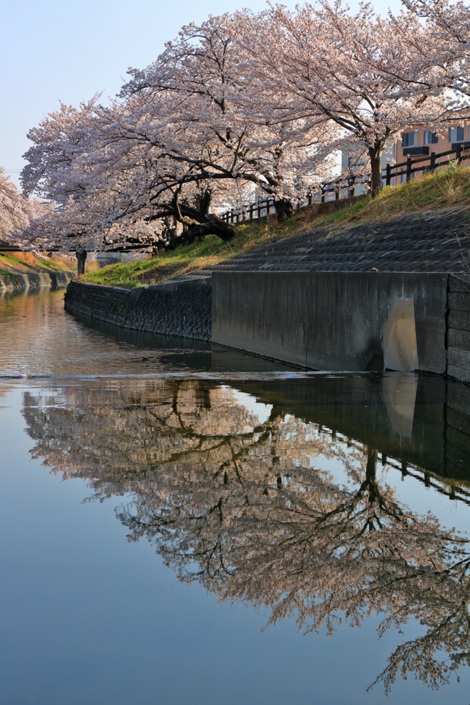 川面桜　～高田千本桜Ⅱ～