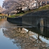 川面桜　～高田千本桜Ⅱ～
