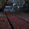 毘沙門堂の敷もみじ