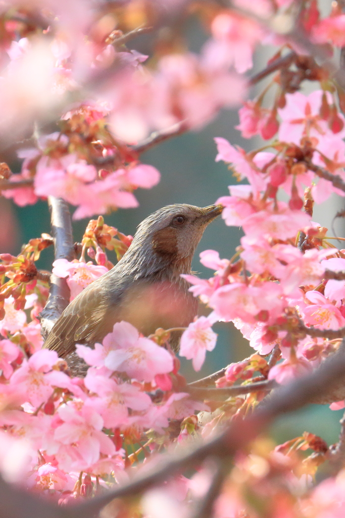 桜に包まれて