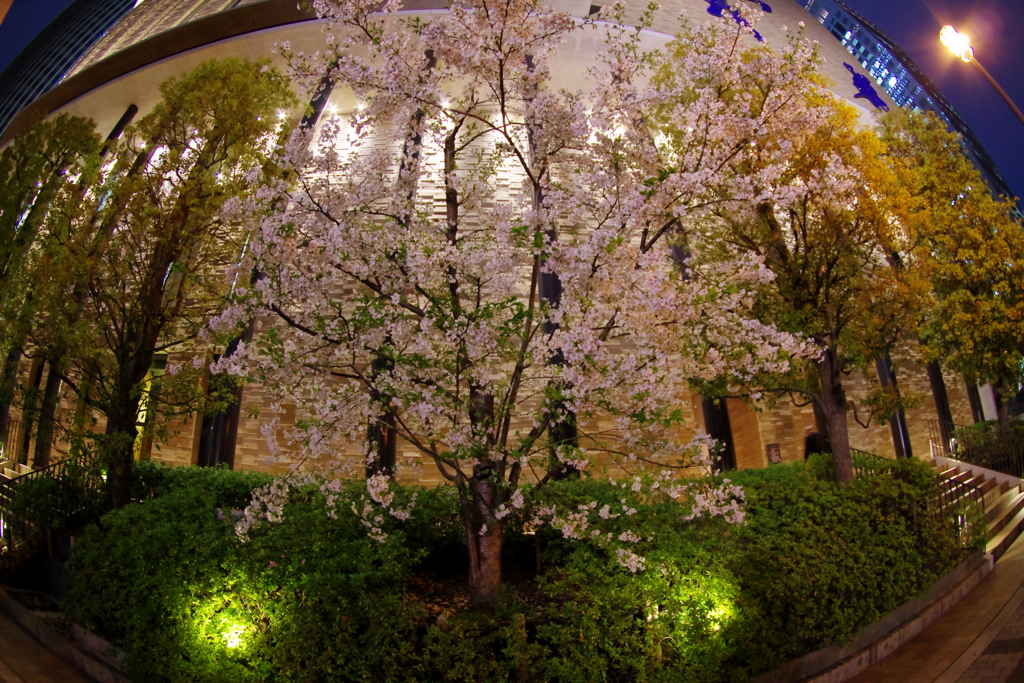 都会の夜桜