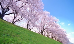 背割堤の桜並木Ⅰ