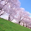 背割堤の桜並木Ⅰ