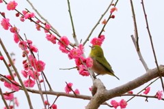 春・梅・小鳥Ⅳ