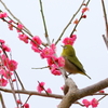春・梅・小鳥Ⅳ
