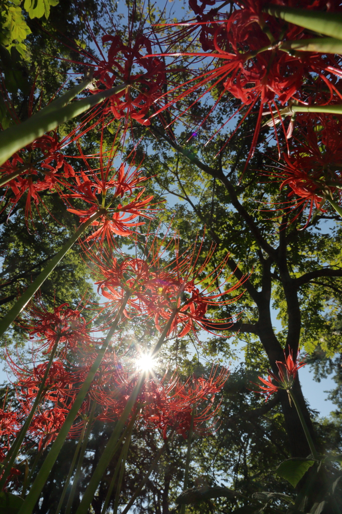 紅い森の中