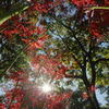 紅い森の中