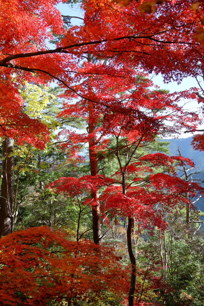 Beautiful JAPANⅠ　～吉野、高城山より～
