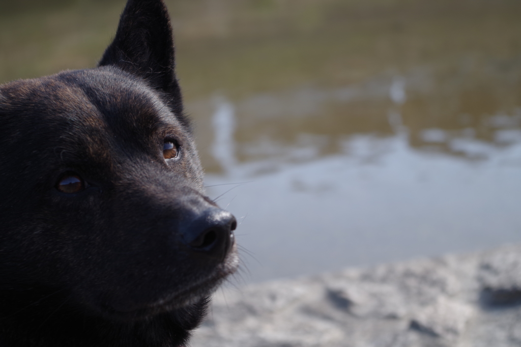 甲斐犬、潤です。