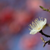 清らかな香りとともに　～山田池公園梅園Ⅳ～