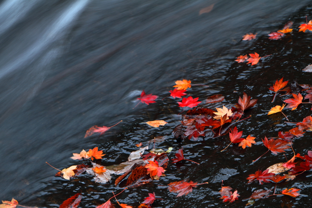 落ち葉、流るる。　～るり渓の秋Ⅴ～