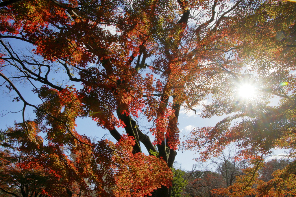 京都もみじ狩りⅢ