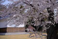 二条城の桜Ⅲ