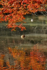 紅葉の水辺で